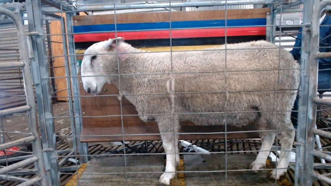 Lot 299 - ID 200273 | AuctionsPlus
