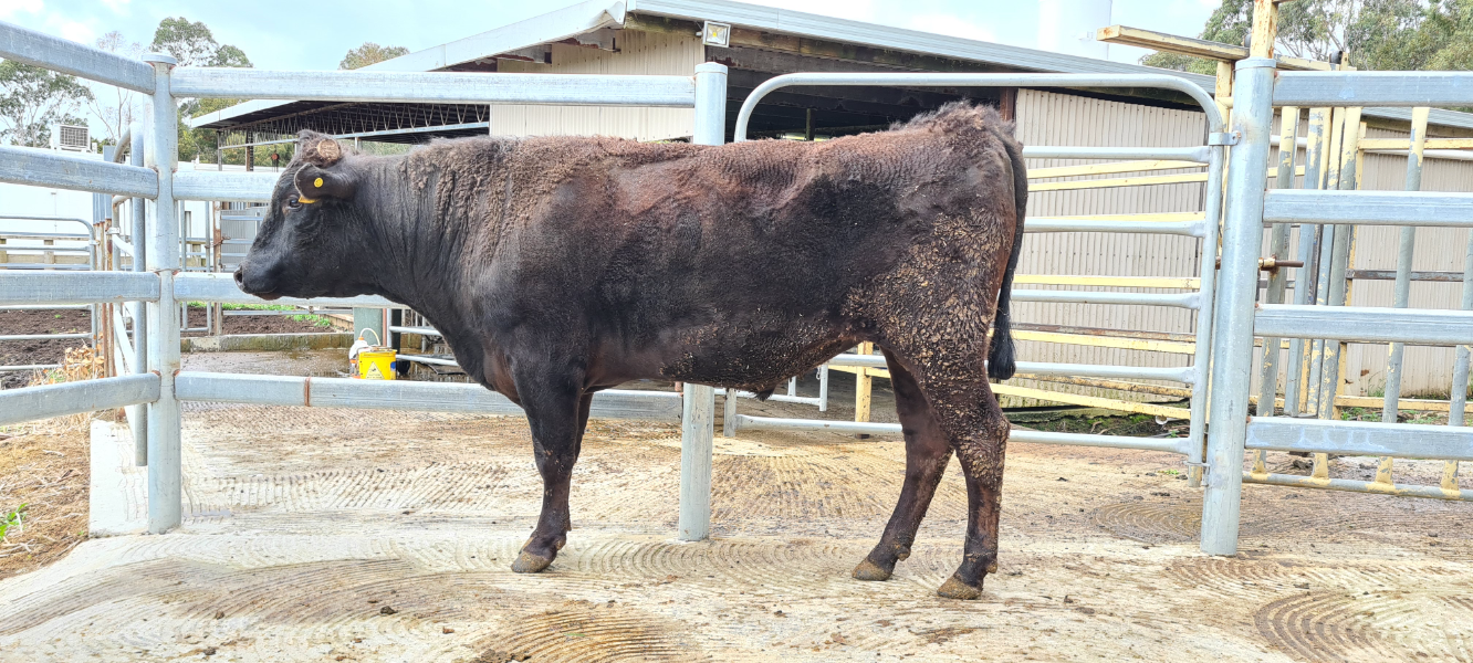 Lot 23 - OGWFQ038 OLIVE GROVE WAGYU Q038 (AI) (ET) | AuctionsPlus