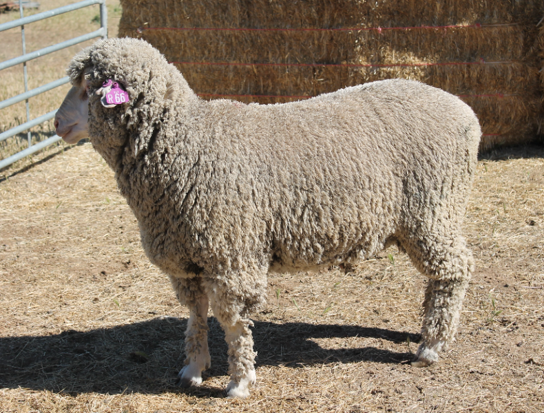 Lot 48 - GYK200066 | AuctionsPlus