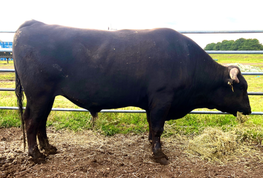 Lot 71 10 x Fullblood Wagyu Semen Straws LISHEEN N23 (AI) (ET
