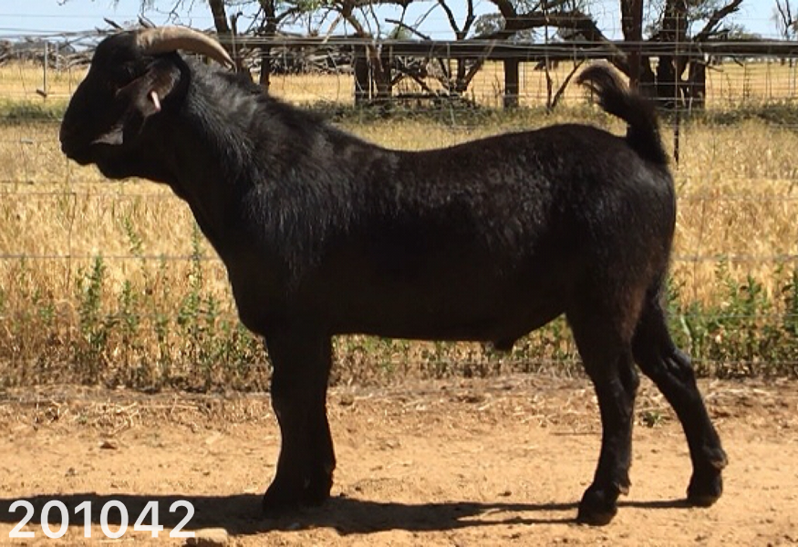 Lot 64 - 201042 | AuctionsPlus