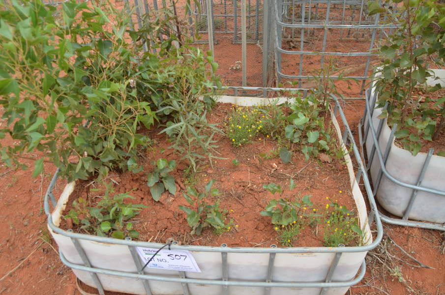 Lot 507 POD of Kurrajong Trees AuctionsPlus