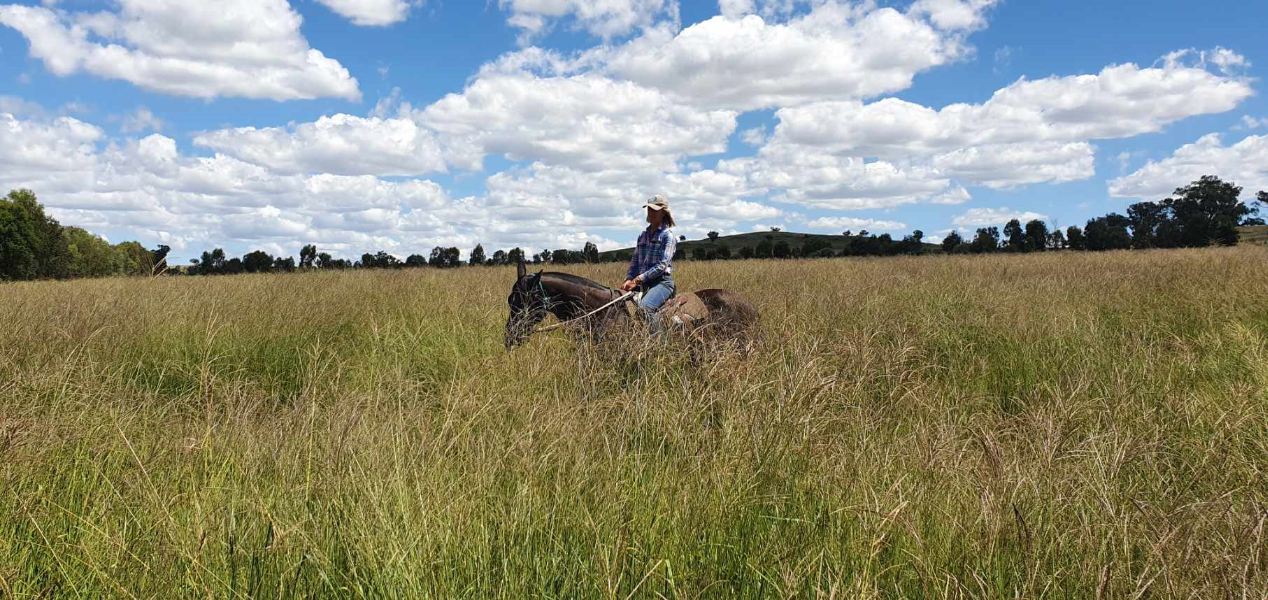 Lot 4 50kg Premier Digit Seed in 25 kg bags AuctionsPlus