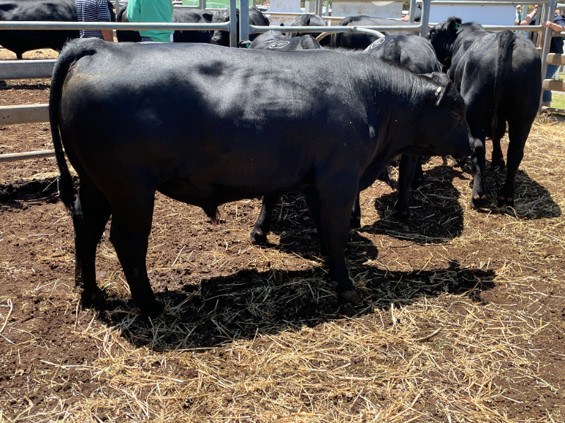 Lot 16 - Ballawinna Patriot SV R34 | AuctionsPlus