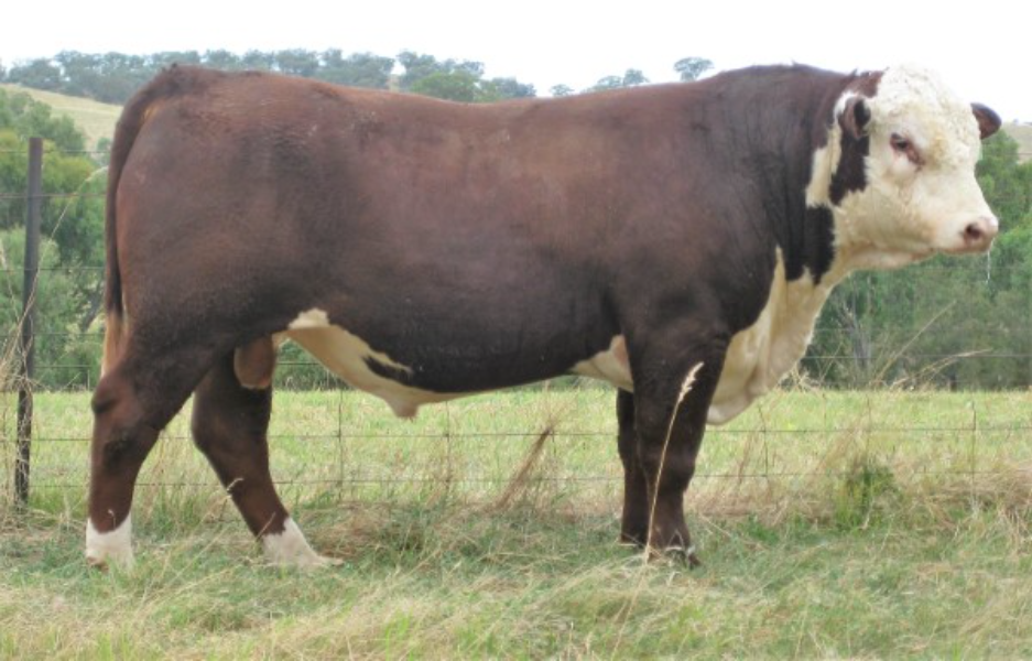 Lot 44 INJEMIRA KICKSTART P093 R153 (AI) (PP) AuctionsPlus