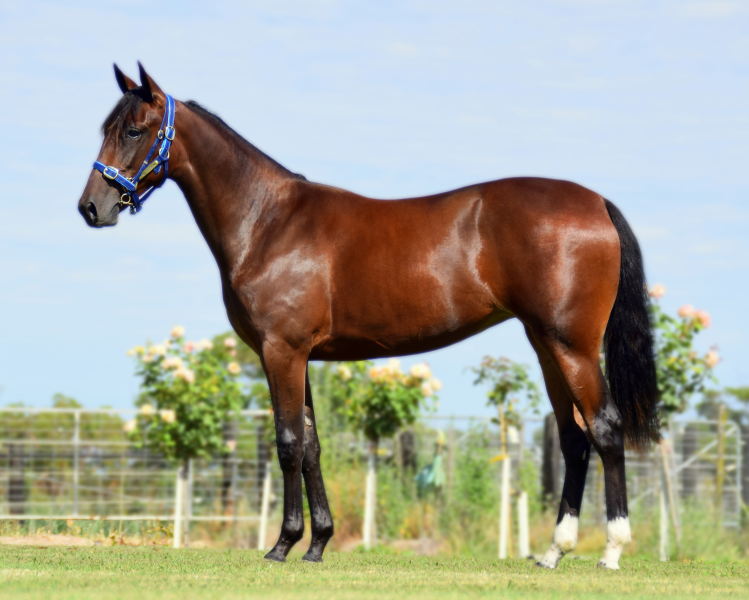 26 - 2020 FILLY OUT OF VIRTUAL HANOVER | AuctionsPlus