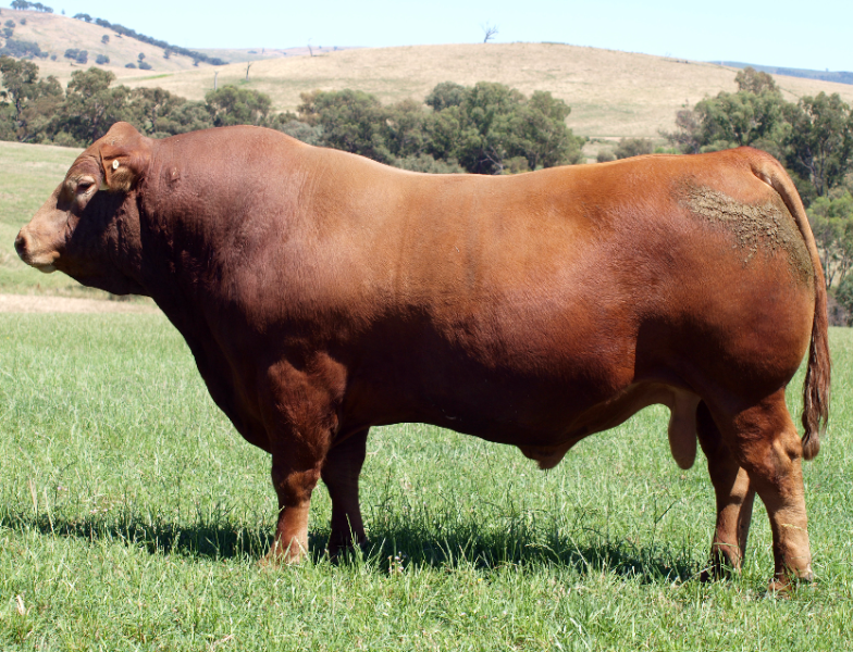 Lot 14 - FLEMINGTON QUICKSILVER Q6 (P) (PF) (AC) | AuctionsPlus