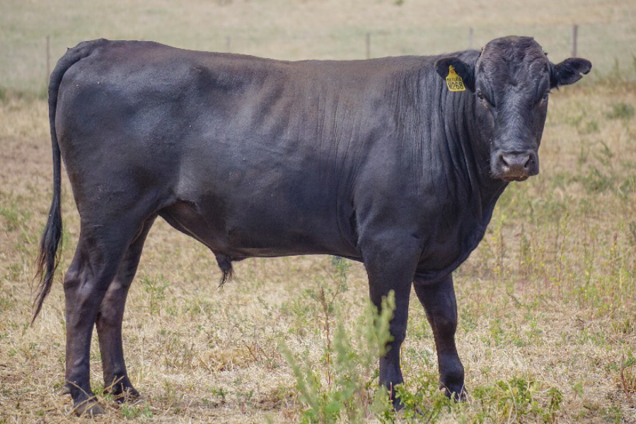 Lot 16 20 x Fullblood Wagyu Semen Straws MAYURA NITRO ADBFN0268