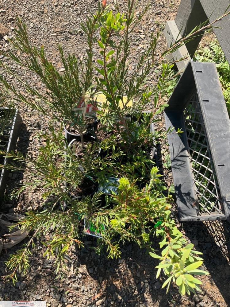 Lot 101 Plants AuctionsPlus