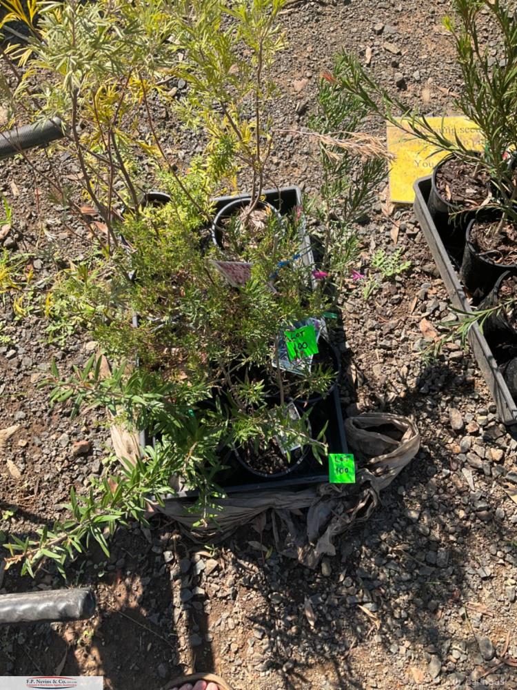 Lot 100 Plants AuctionsPlus