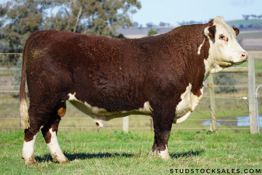 Lot 13 DOODLE COOMA REBOUND (AI) (PP) AuctionsPlus
