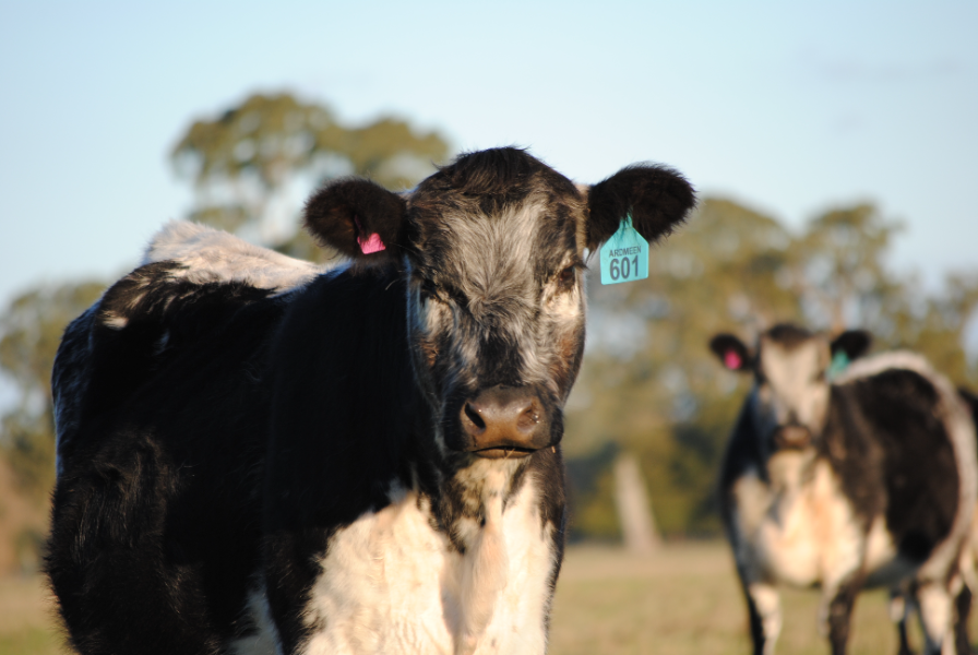 Lot 15 6 X PTIC F1 Angus X Speckle Park Heifers AuctionsPlus