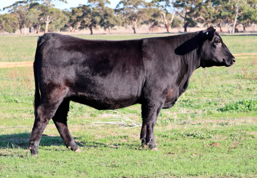 Lot 4 MYERS FAIRNSQUARE M39 PV X STONEY POINT COPPER R055 PV
