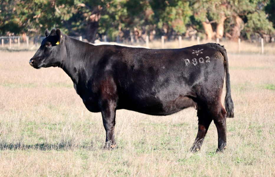 Lot 10 - SITZ STELLAR 726D PV X STONEY POINT LA GRAND LADY P802 PV ...