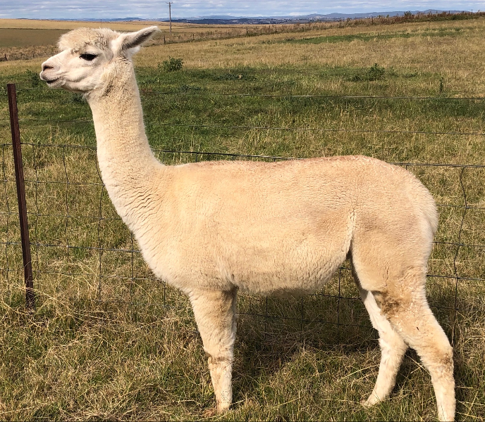 Lot 19 Janella Almirah Female, SLF AuctionsPlus