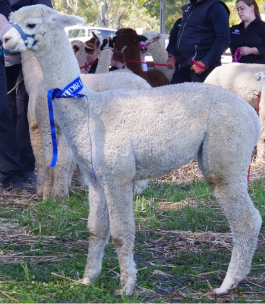 Lot 63 Patagonia Absolut Caprice Female, SLF AuctionsPlus