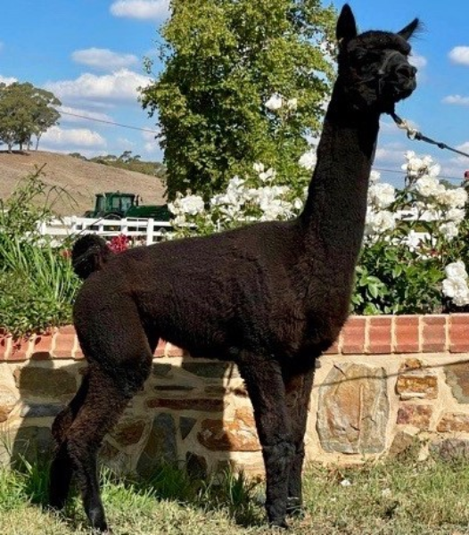 Lot 76 EP Cambridge Arcade Female, SB AuctionsPlus