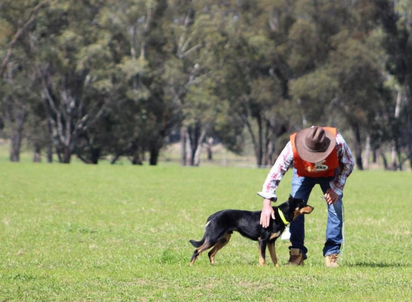 Lot 9 Purebred Kelpie Pup Condover working kelpies AuctionsPlus