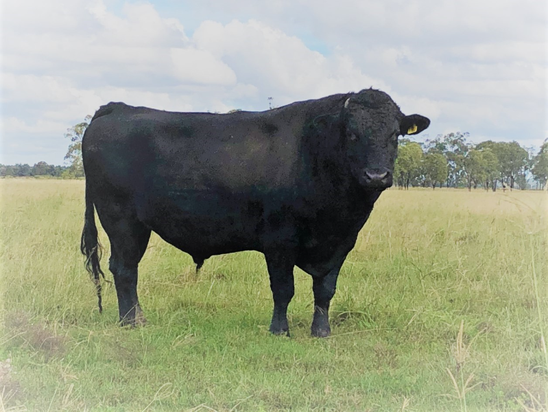 Lot 2 - MACQUARIE WAGYU P0006 (ET) | AuctionsPlus