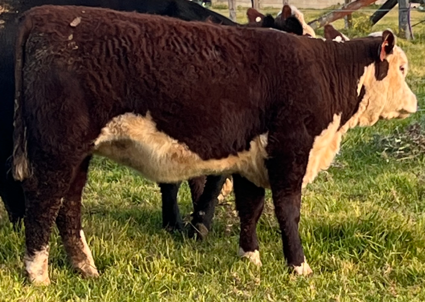 Lot 42 HILL VIEW PRUDENCE R056 AuctionsPlus