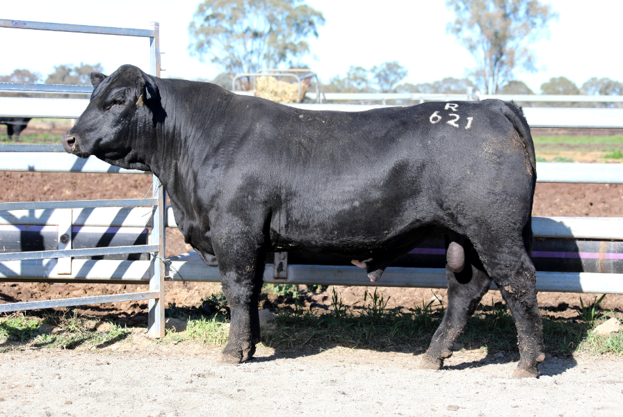 Lot 19 - WOONALLEE REFLECT (PP) (B) | AuctionsPlus