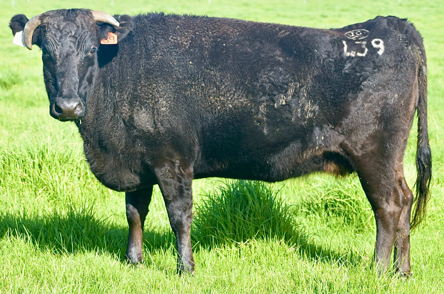 Lot 4 - 1 x Fullblood Joined Wagyu Cow - IRONGATE TERUTANI 40/5 L39 ...