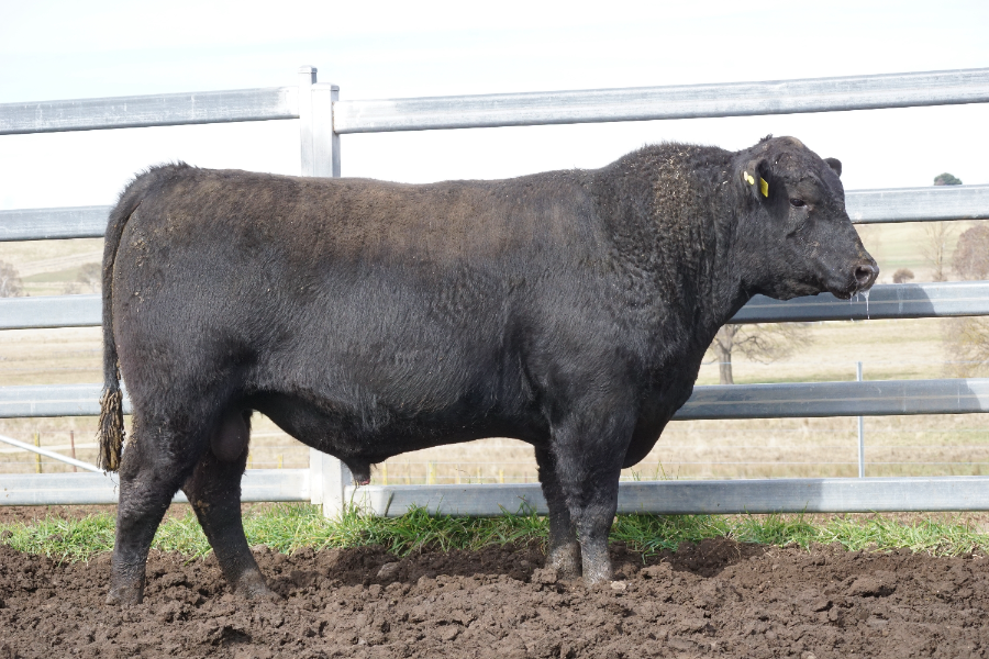 Lot 4 BALD BLAIR ENHANCE R115 AuctionsPlus