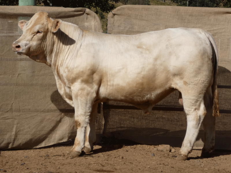 Lot 14 KANDANGA VALLEY RITCHIE AuctionsPlus