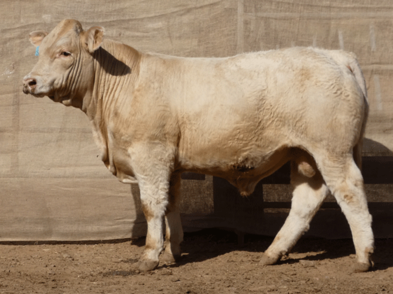 Lot 29 KANDANGA VALLEY SEIGEL (R/F) AuctionsPlus