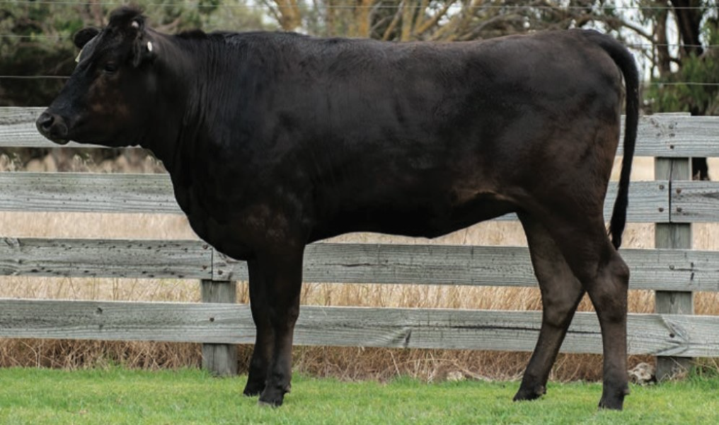 Lot 17 - 1 x Fullblood PTIC Wagyu Cow - MAYURA P0883 (AI) (ET) - ADBFP0883 | AuctionsPlus