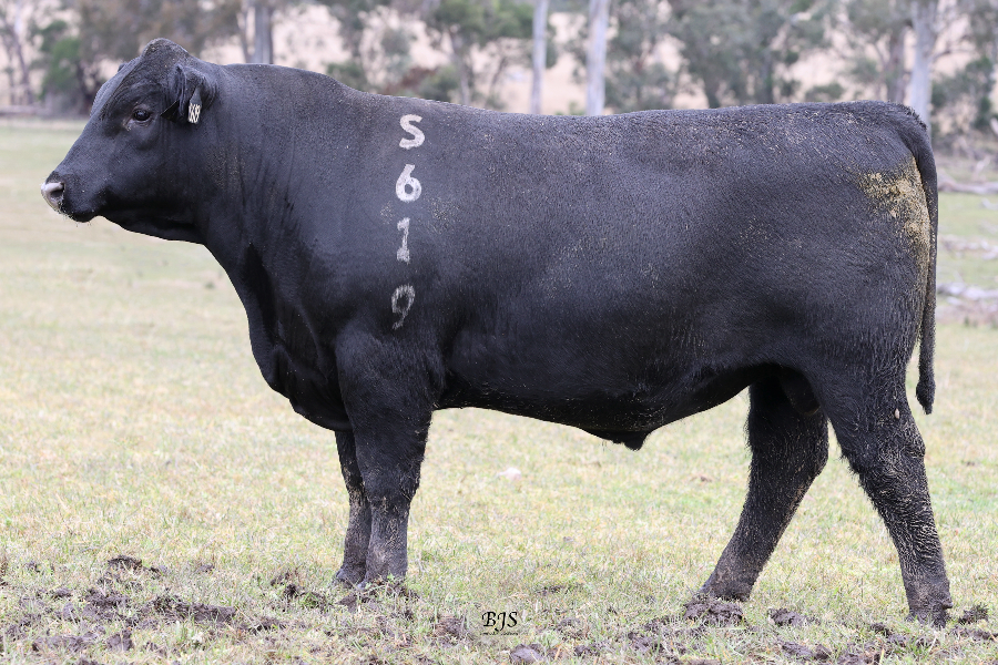 Lot 43 Circle 8 S619 Auctionsplus