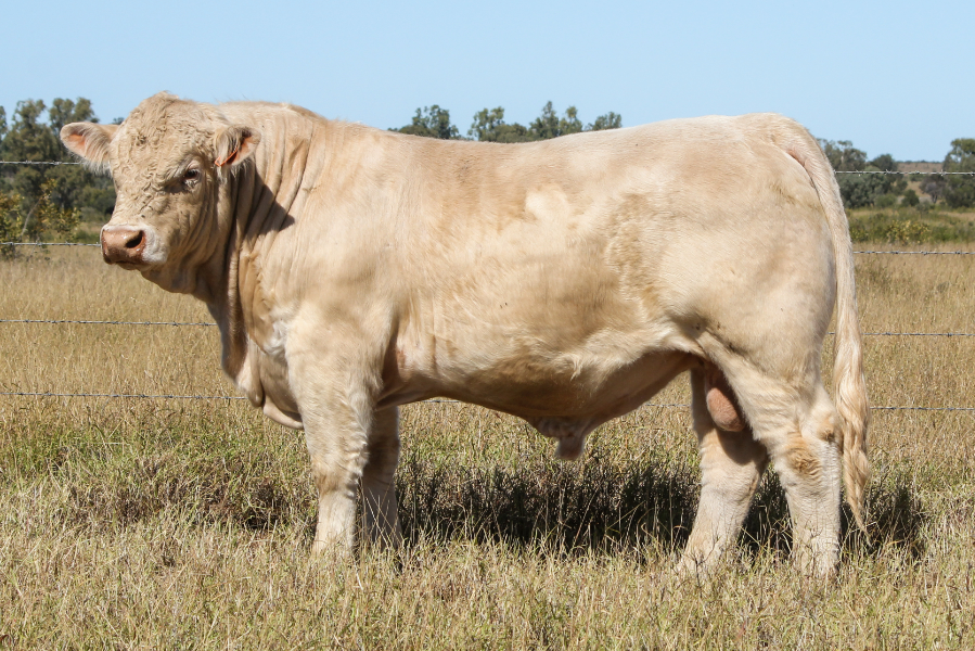Lot 24 - Bauhinia Park Rastus (P) | AuctionsPlus