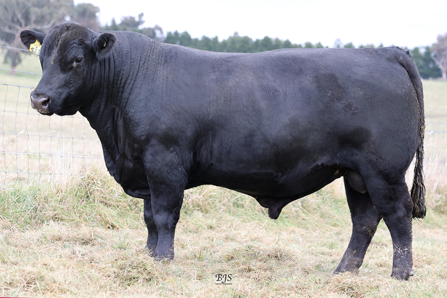 Lot 41 - KAROO BEAST MODE R112 | AuctionsPlus