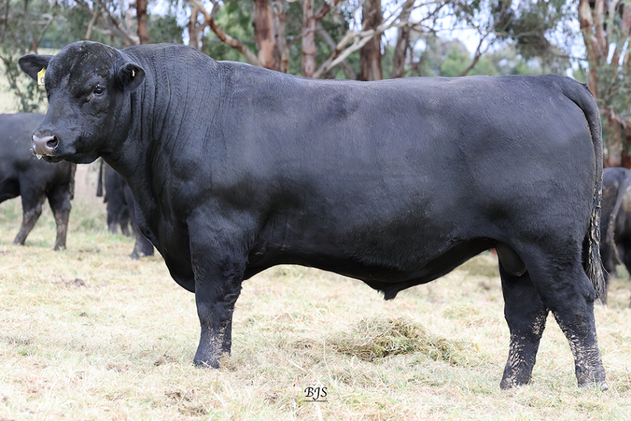 Lot 4 - KAROO BEAST MODE R200 | AuctionsPlus