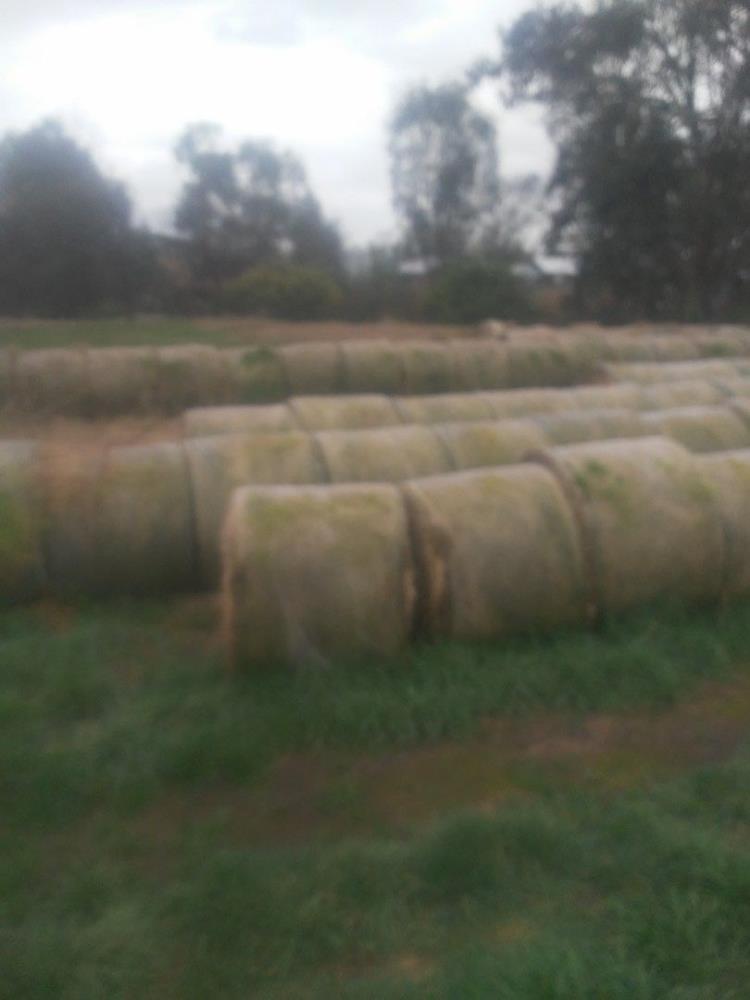 Lot 176 Open stored Round Bale Hay x 55 AuctionsPlus