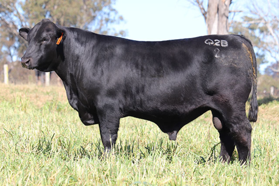 Lot 153 - PALGROVE SECRET BUSINESS (P) SV | AuctionsPlus