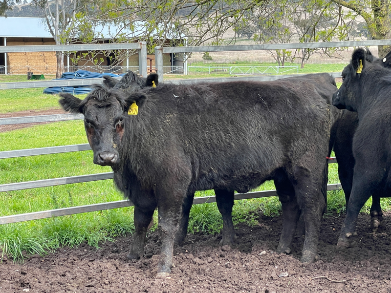 Pen 19 - MARTIN BROS - 5 ANGUS PTIC HEIFERS | AuctionsPlus
