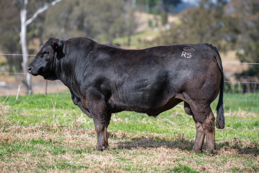 THE GRADUATES OF GOLDSTEIN PARK LIMOUSIN BULL & FEMALE SALE - Auction ...