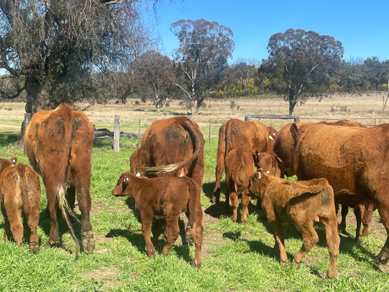 Pen 6970 SS & BJ FERGUSSON 10 X 10 SHORTHORN COWS & CALVES