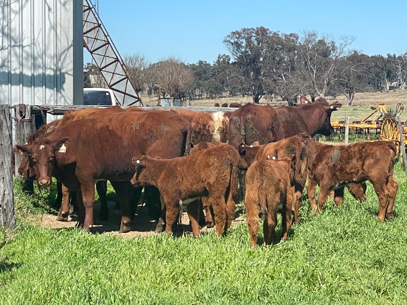 Pen 7172 SS & BJ FERGUSSON 9 X 9 SHORTHORN COWS & CALVES