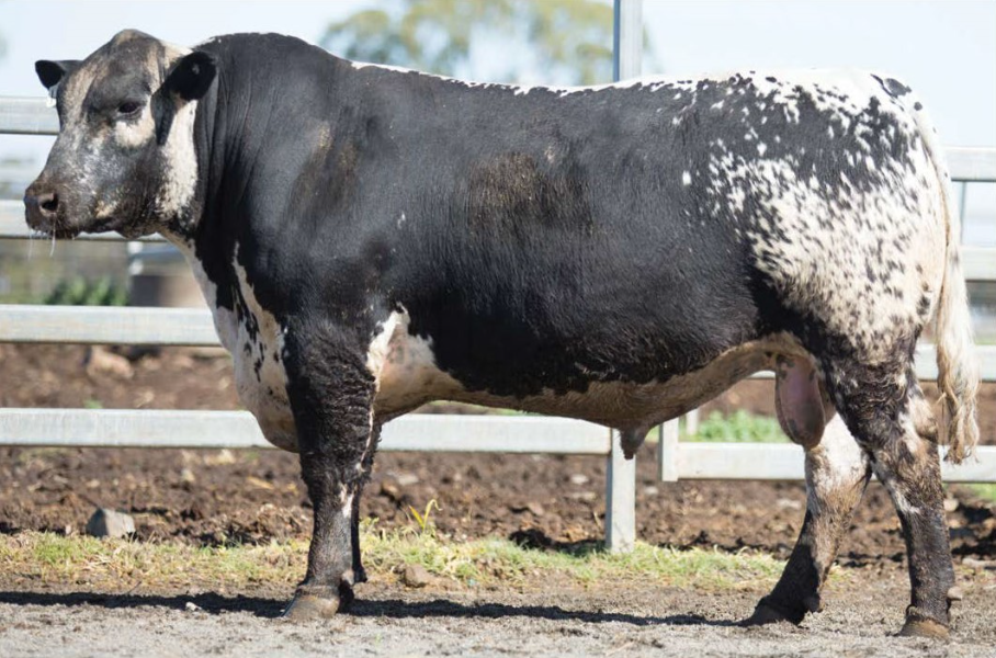 WATTLE GROVE SPECKLE PARK ANNUAL BULL SALE 2022 Auction 573