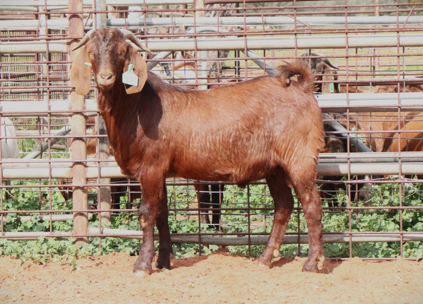 WESTERN SPRING GOAT SALE Auction 530 AuctionsPlus