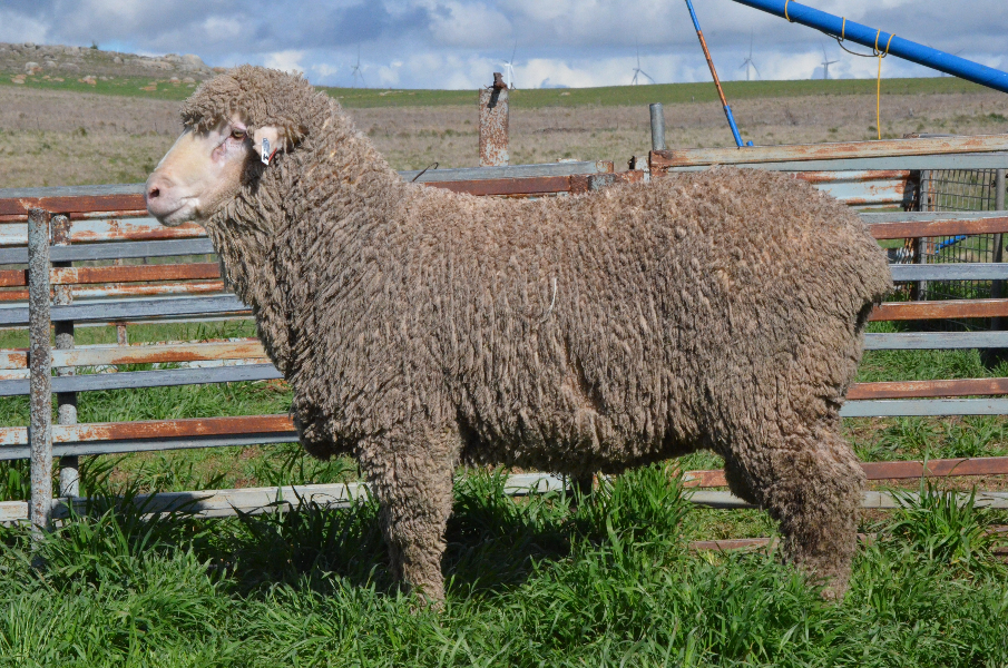 GREENLAND MERINO STUD RAM SALE Auction 557 AuctionsPlus