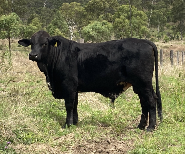 Lot 32 Brangus Herd Bull AuctionsPlus
