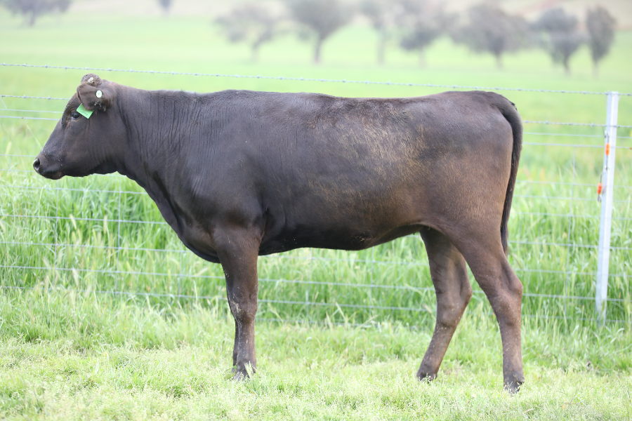 Lot 13 BONNIE DOON WAGYU WBDFS0041 AuctionsPlus