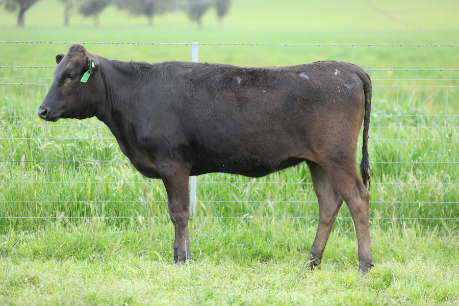 Lot 25 BONNIE DOON WAGYU WBDFS0138 AuctionsPlus