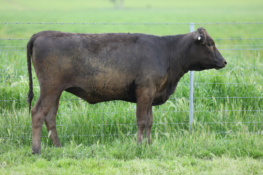Lot 26 BONNIE DOON WAGYU WBDFS0164 AuctionsPlus
