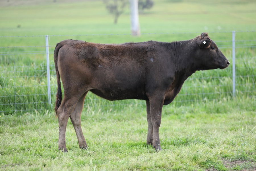 Lot 27 BONNIE DOON WAGYU WBDFS0165 AuctionsPlus