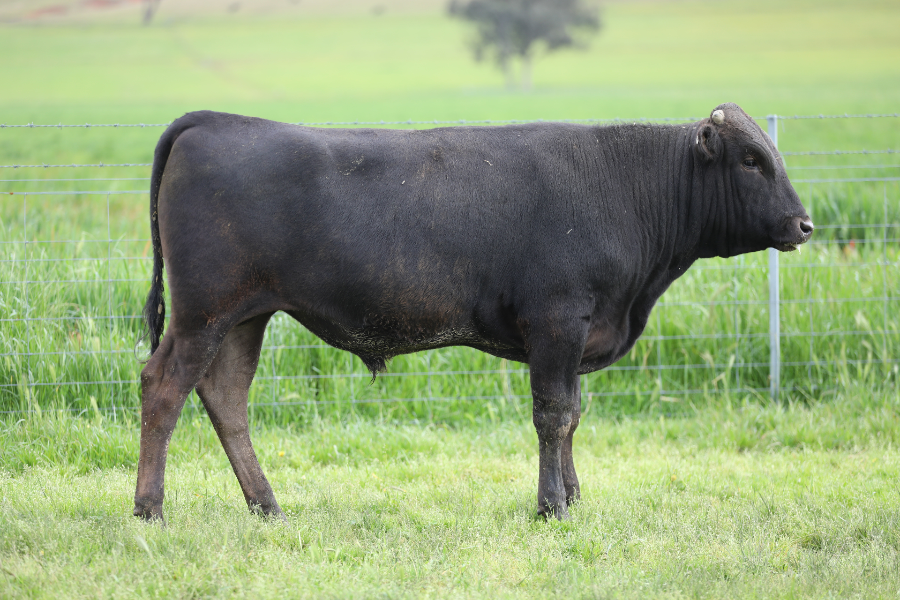 Lot 52 - BONNIE DOON WAGYU WBDFS0161 | AuctionsPlus