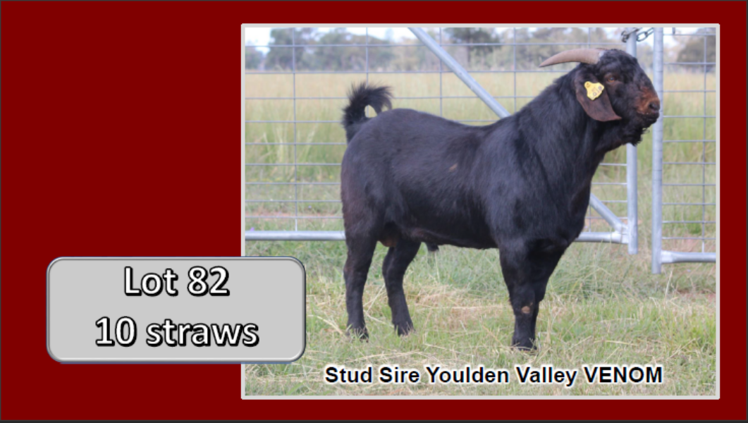 Lot 82 SEMEN P4 10 x Straws AuctionsPlus